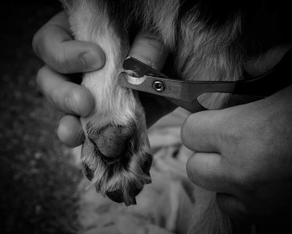 Thomas’ Tails $5.00 Nail Trim Event