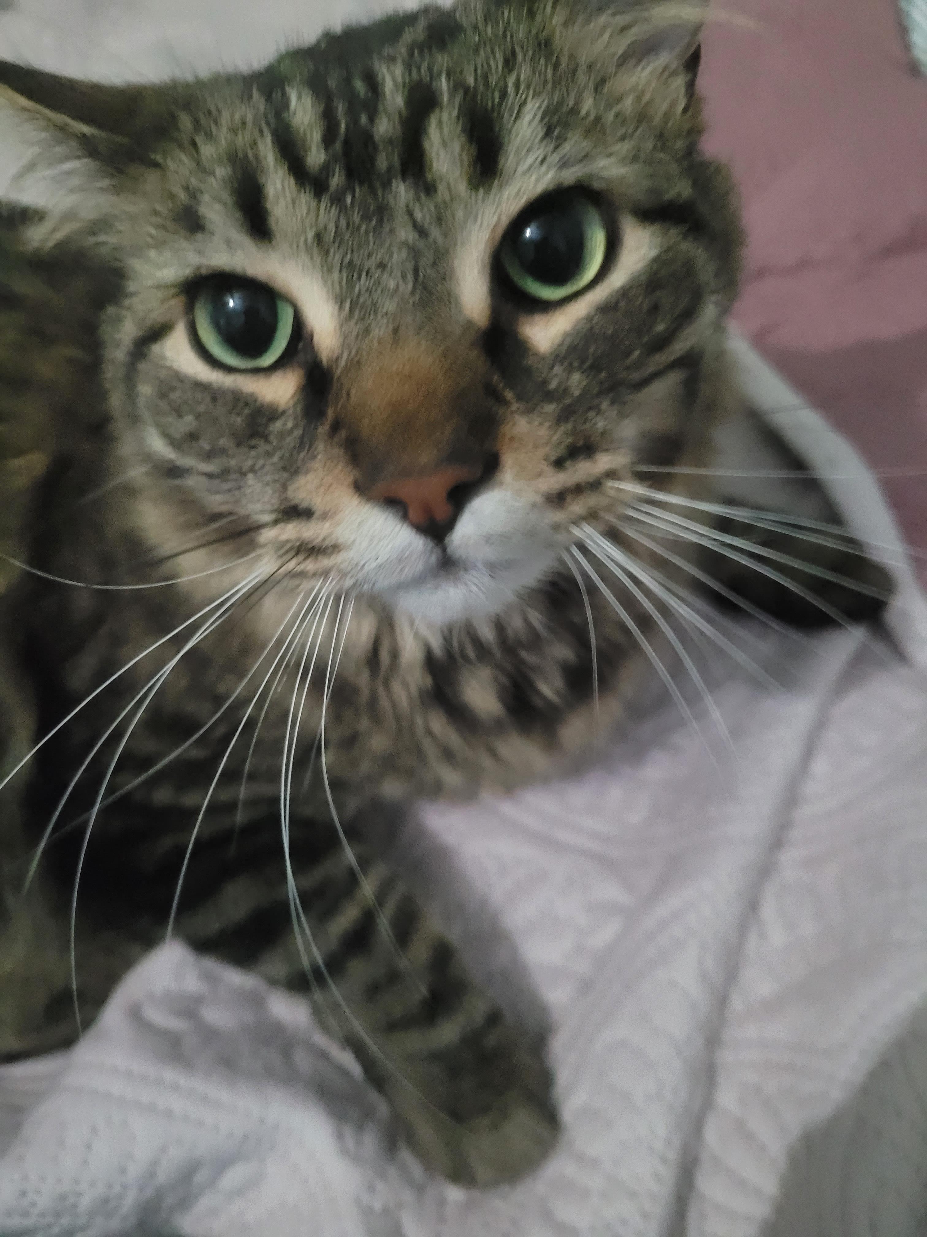 Our Animals Up for Adoption Now